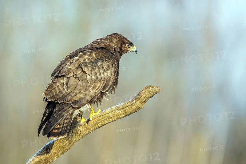 Common buzzard sitting room, (Buteo buteo), biotope, habitat, Baden-Württemberg, Federal Republic of Germany