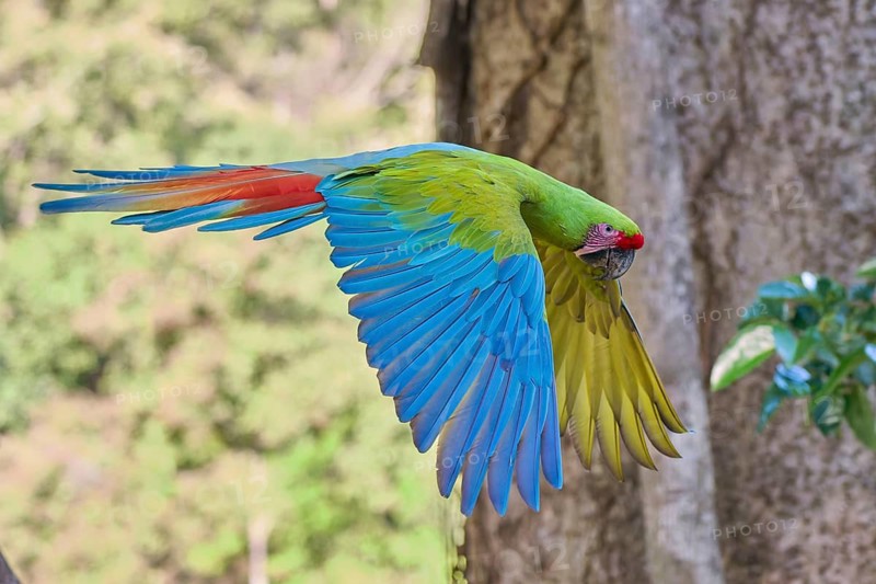 Great green macaw in flight (Ara ambiguus) Costa Rica