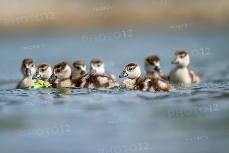 Egyptian goose (Alopochen aegyptiaca) chicks swimming on a lake, Bavaria, Germany