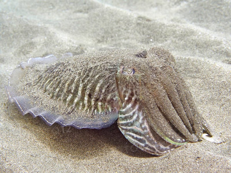 Common cuttlefish (Sepia officinalis)