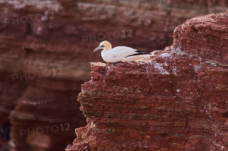 Northern gannet (Morus bassanus) lying on the cliff with the sea in the background, wildlife, Helgoland, Germany