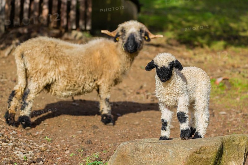 A female Valais Blacknose sheep and its lamb (Avis Aries) stand on a pasture on hilly ground