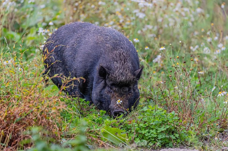 One Minipig, Sus scrofa domesticus, standing in a flowering meadow