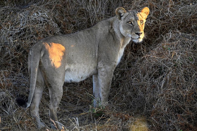 Lioness (Panthera leo) near Atzaró Camp, Okavango Delta, North-West District, Botswana