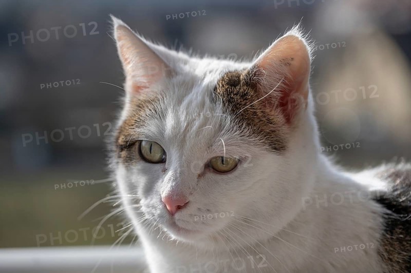 Portrait of a domestic cat (Felis catus), Bavaria, Germany