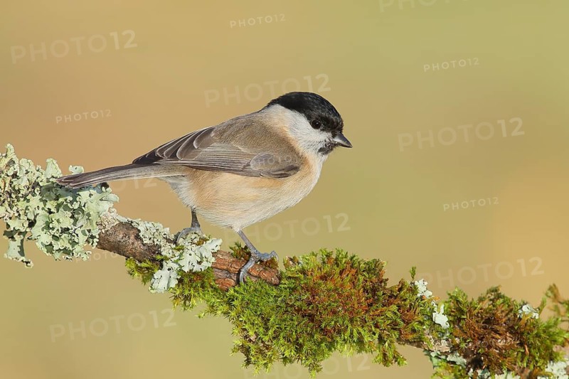 Marsh tit (Parus palustris), sitting on a branch overgrown with lichen and moss, Wildlife, Animals, Birds, Siegerland, North Rhine-Westphalia, Germany