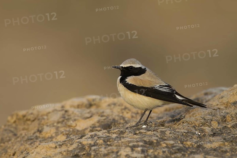 Desert Wheatear (Oenanthe deserti), Oman