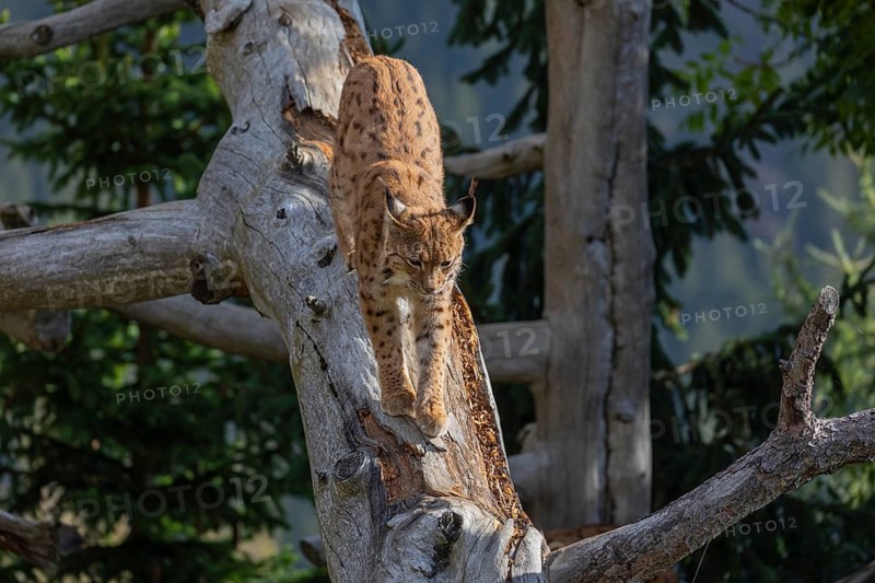 One Eurasian lynx, (Lynx lynx), walking down a fallen tree. Frontal view with green vegetation in the background