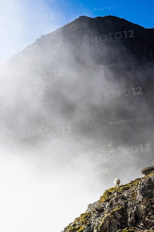 Sheep, Snowdon Massif, Snowdon Range, Snowdonia, North Wales, UK