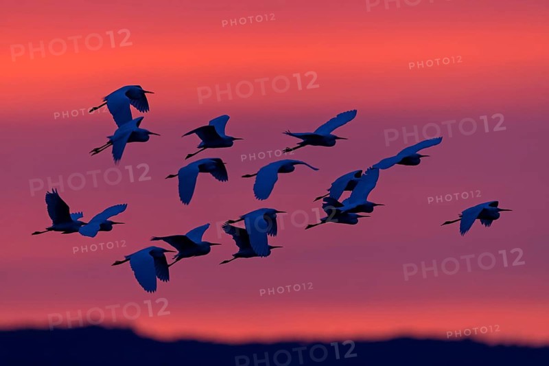 Seidenreiher, Little Egret, Egretta garzetta, Aigrette garzette, Garceta Común