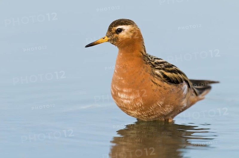 Red Phalarope (Phalaropus fulicarius), Alaska, USA