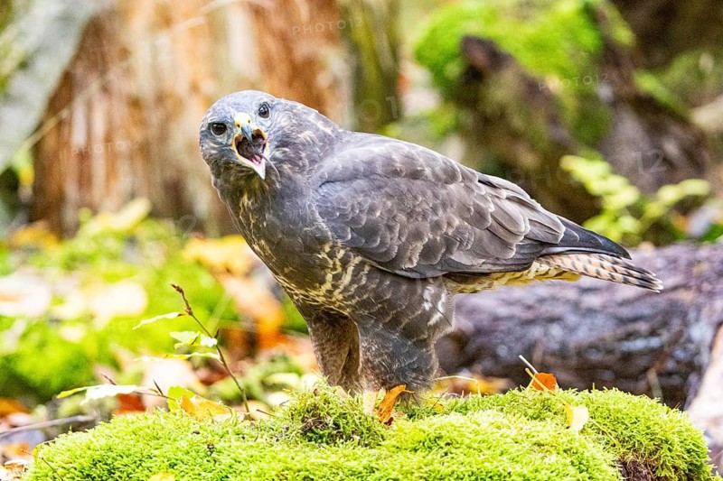Common buzzard (Buteo buteo) Germany