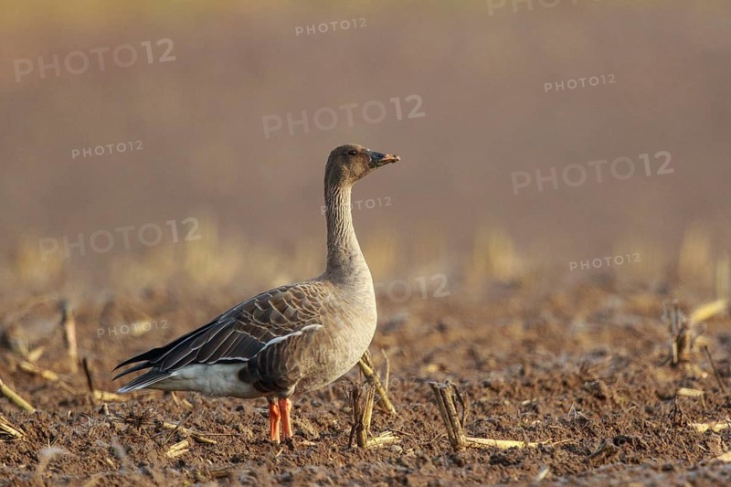 Tundra Bean Goose (Anser serrirostris rossicus) on field, North Rhine-Westphalia, Germany