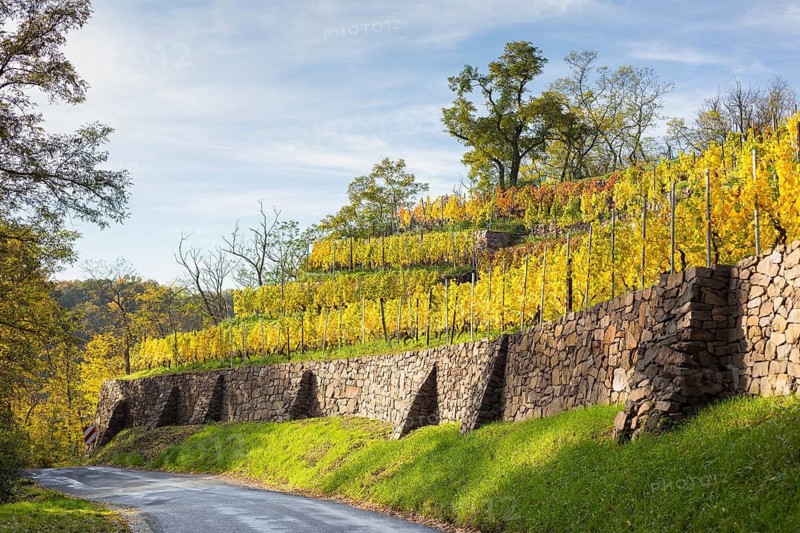 Steep vineyard with retaining walls in bright yellow foliage in autumn, Winkwitz, Meissen, Saxony, Germany