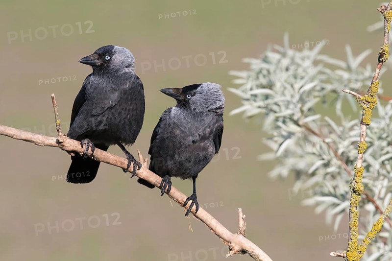 Western Jackdaw (Coloeus monedula) perched on a branch, Puszta, Hungary