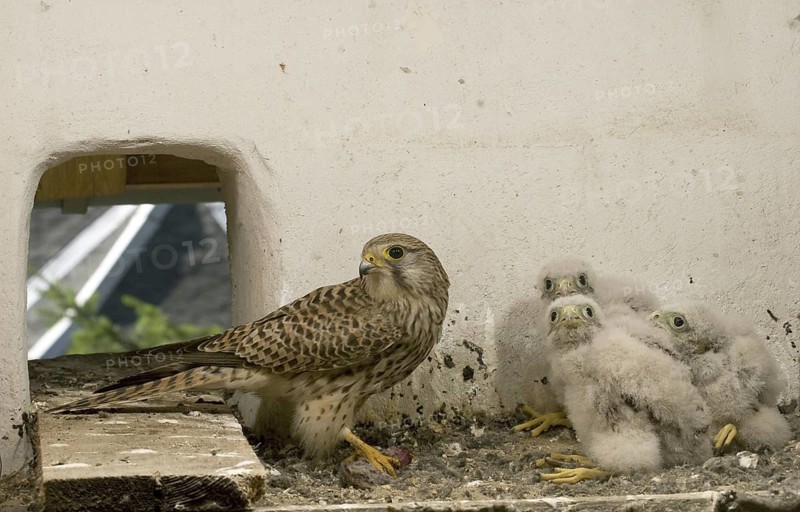 Common Kestrel (Falco tinnunculus) juvenile, Saxony, Germany