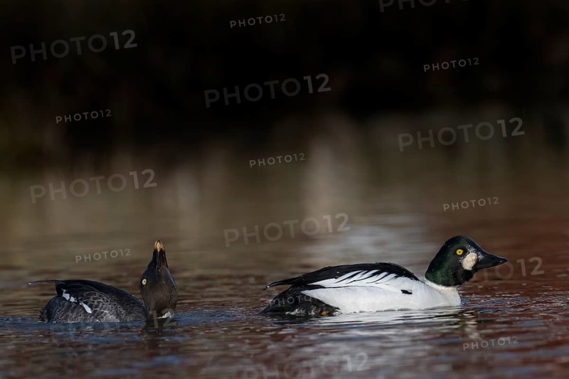 Common goldeneye (Bucephala clangula), Sweden