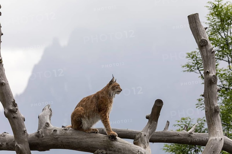 One Eurasian lynx, (Lynx lynx), standing high in a dead tree log. Mountains hide in grey mist in the background