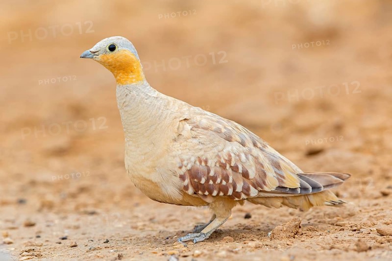 Tropfenflughuhn, Spotted Sandgrouse, Pterocles senegallus, Ganga tacheté, Ganga Moteada