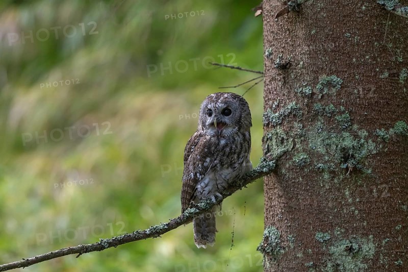 One tawny owl or brown owl (Strix aluco) sitting on a twig of a tree in the bavarian forest. Green vegetation in the background