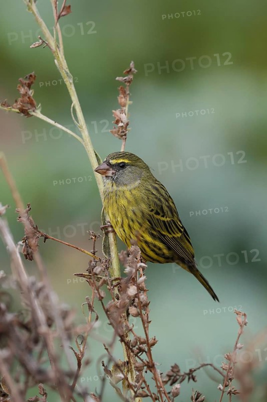 Black-chinned Seedeater (Crithagra scotops), Forest Seedeater, adult, male, foraging, on wait, Kirstenbosch Botanic Gardens, Cape Town, South Africa