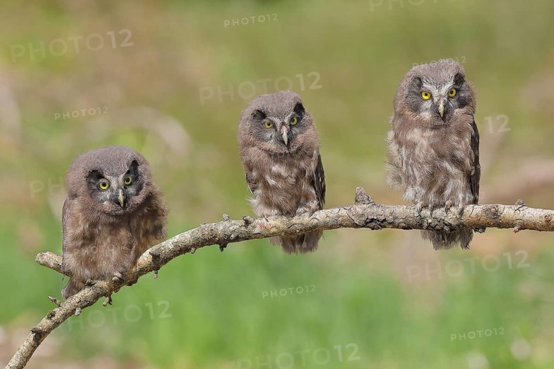 Great horned owl (Aegolius funereus), three branchlings sitting on a larch branch waiting to be fed, North Rhine-Westphalia