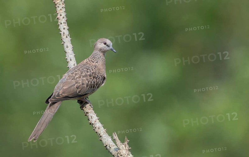 Spotted dove or eastern spotted dove (Spilopelia chinensis) on a tree branch, Sreepur, Gazipur, Bangladesh