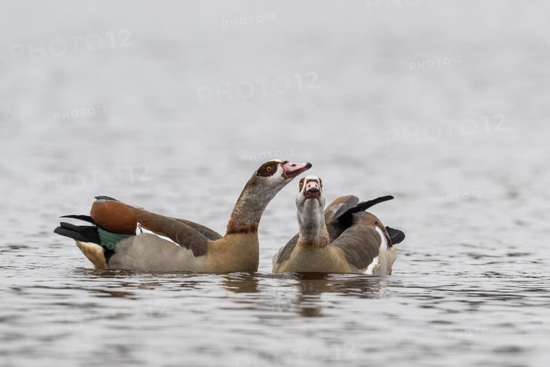 Egyptian geese (Alopochen aegyptiacus), swimming, Emsland, Lower Saxony, Germany