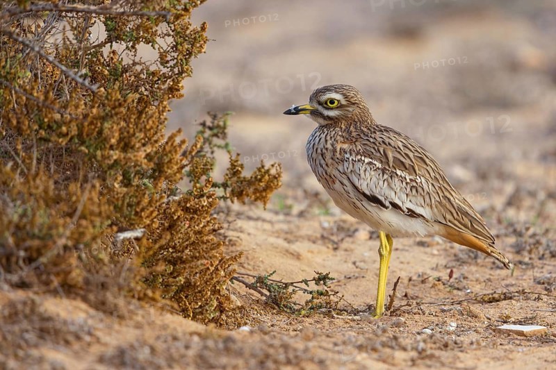 Curlew, (Burhinus oedicnemus), animals, birds, biotope, habitat, foraging, Canary Islands, Lanzarote, Canary Islands, Spain