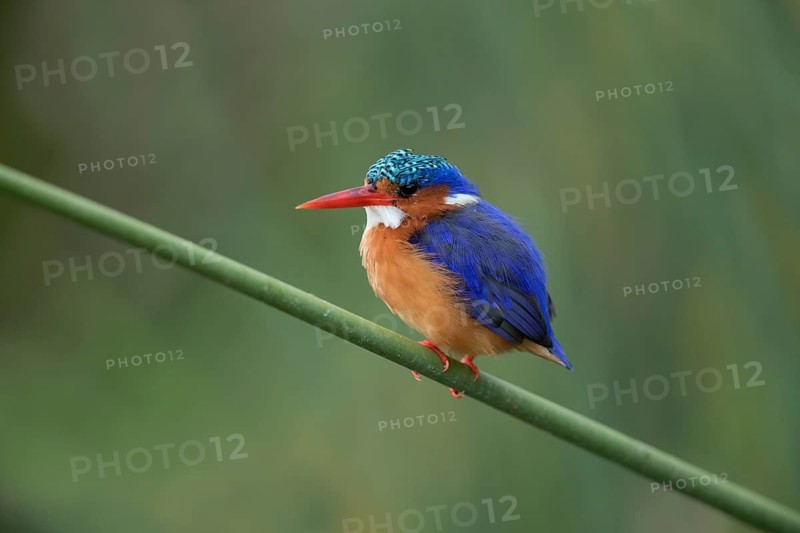 Malachite Kingfisher (Corythornis cristatus), Lake Hawassa, Ethiopia