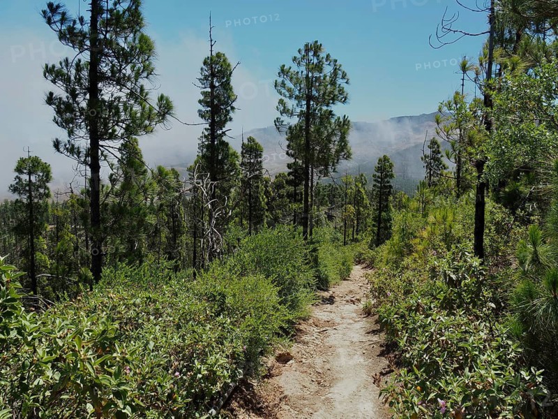 Clouds and blue sky above a path through a dense pine forest of Canary Island pines (Pinus canariensis), Altavista, Tamadaba nature park Park, Gran Canaria, Spain