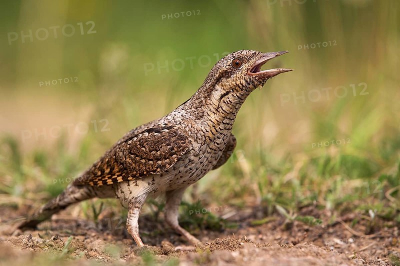 Eurasian Wryneck (Jynx torquilla) calling, Saxony, Germany