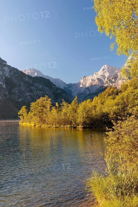 The tree-covered floating island in Lake Almsee bathed in the early morning light. Austria