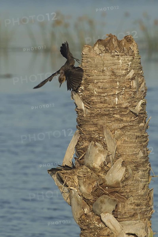 Boat-tailed Grackle (Quiscalus major) at nest, Florida, USA