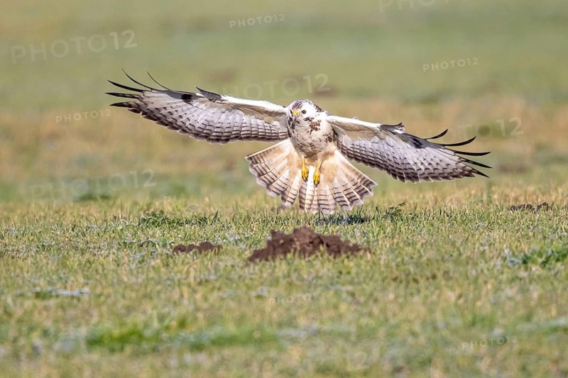 Common Buzzard (Buteo buteo) appproaching, North-Rhine Westphalia, Germany