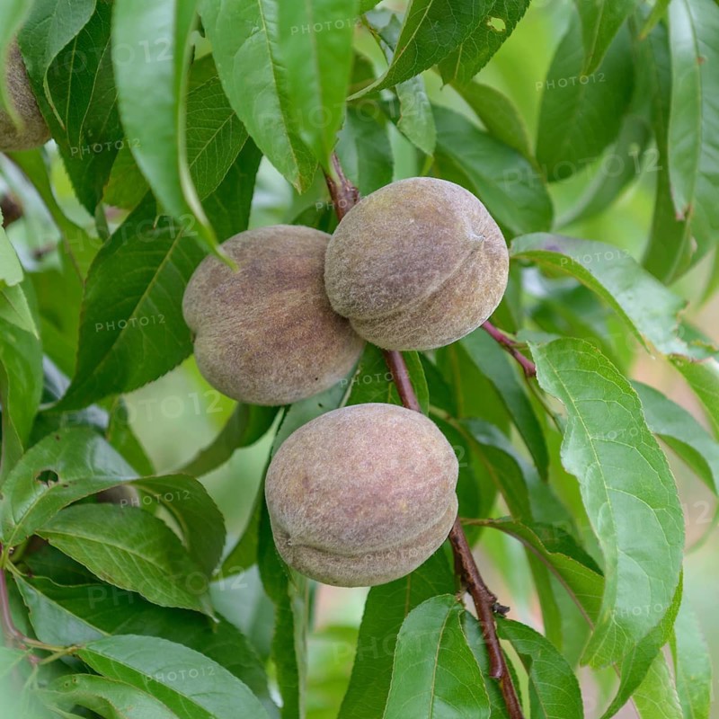 Peach (Prunus persica 'Roter Weinbergpfirsich'),  Germany