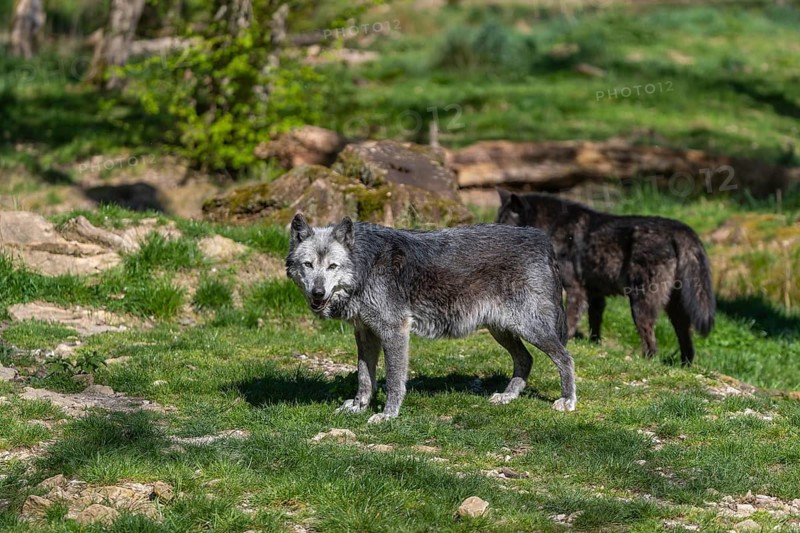 Two Timberwolves, Canis lupus lycaon, standing on an opening of a forest on green grass in bright sunlight