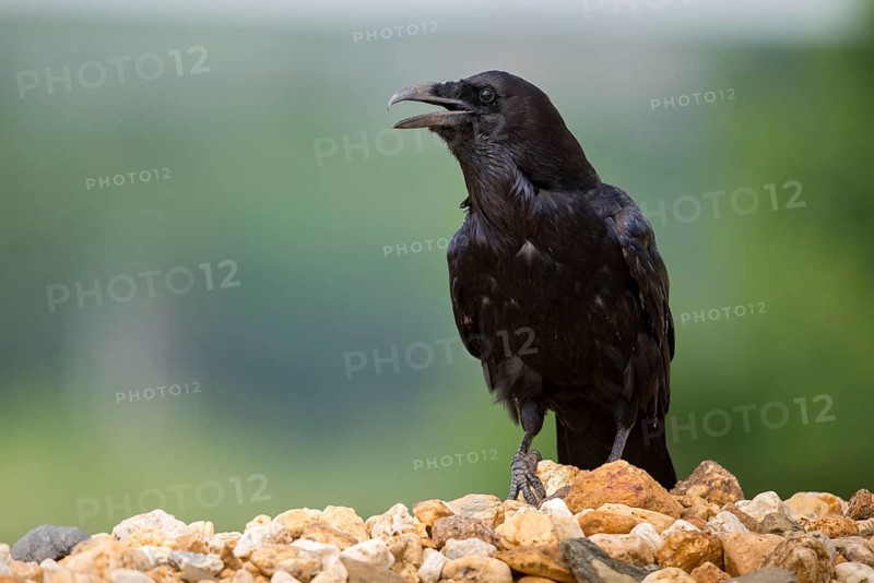 Corvus corax, ravens, birds, corvidae family of birds, passeri, corvids, songbirds, songbirds, birds