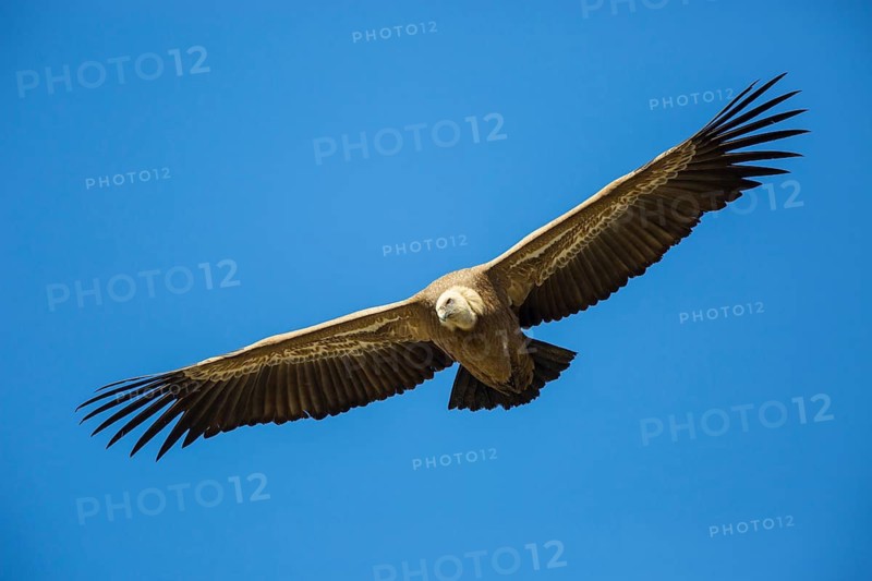 Griffon Vulture (Gyps fulvus) flying, Spain