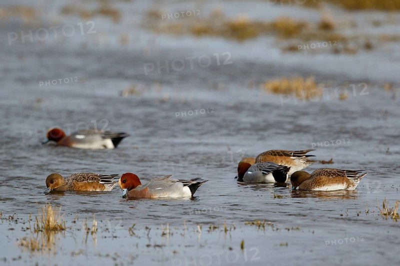 Eurasian Wigeon (Mareca penelope), Netherlands