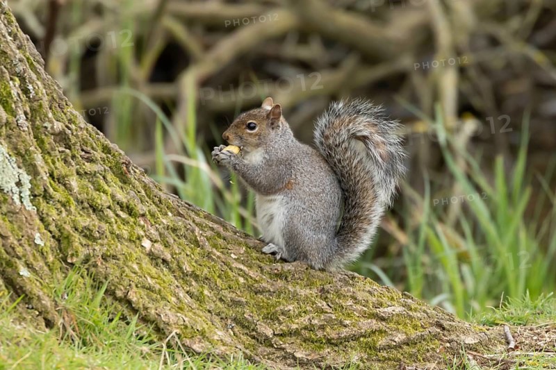 Grey squirrel (Sciurus carolinensis) adult animal feeding in a woodland, England, United Kingdom