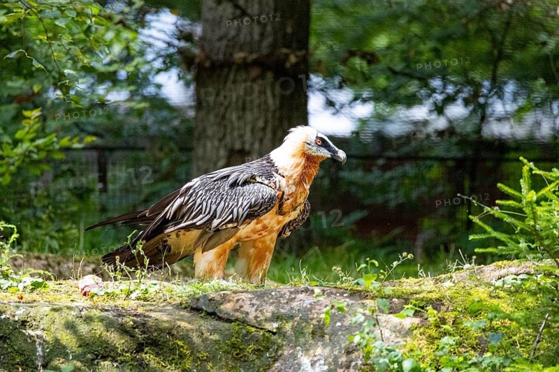Bearded vulture (Gypaetus barbatus) captive Germany