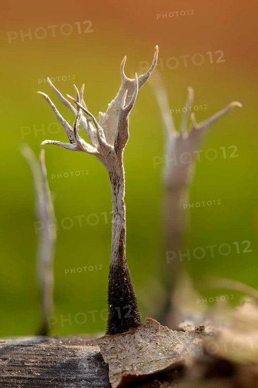 Antler-shaped wooden club, wooden club, xylaria hypoxylon, candlesnuff fungus, candlestick fungus, carbon antlers, fungi, fungus, high size, portrait format, mushrooms, Stag's horn fungus