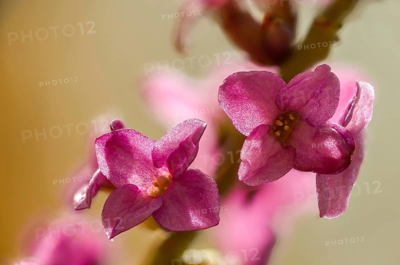Daphne Mezereum, Real Daphne, February Daphne, Common Daphne, Common Daphne, Cellar Neck, Daphne, Sparrow Tongue, Thymelaeaceae, Flora, Spring, Mezereon, Mezereum, Plants, Spring, Spurge Laurel, Spurge Olive