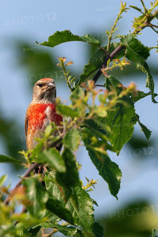 Acanthis cannabina, bloodtail, linaria cannabina, linnet, birds, high size, portrait, hanfling, male, passeri, songbirds, birds