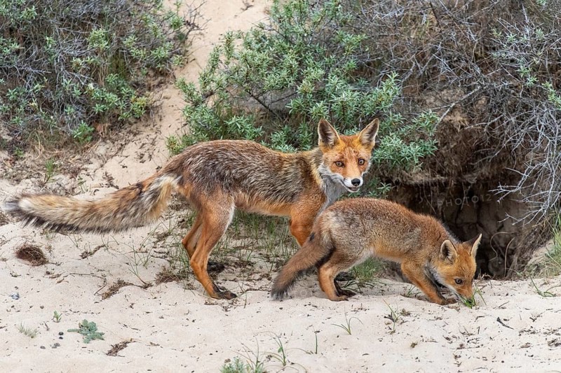 Fox (Vulpes vulpes) – vixen with cub, Zandvoort, Netherlands