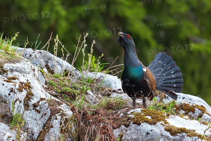 Capercaillie, Western Capercaillie, Tetrao urogallus) in the Wintrer, Capercaillie, Luce, Mountain area, Luce, Styria, Slovenia