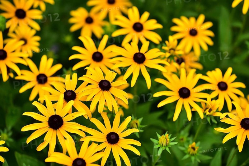 Flowering perennials of the black-eyed Susan (Rudbeckia hirta), also known as coneflower, Bavaria, Germany