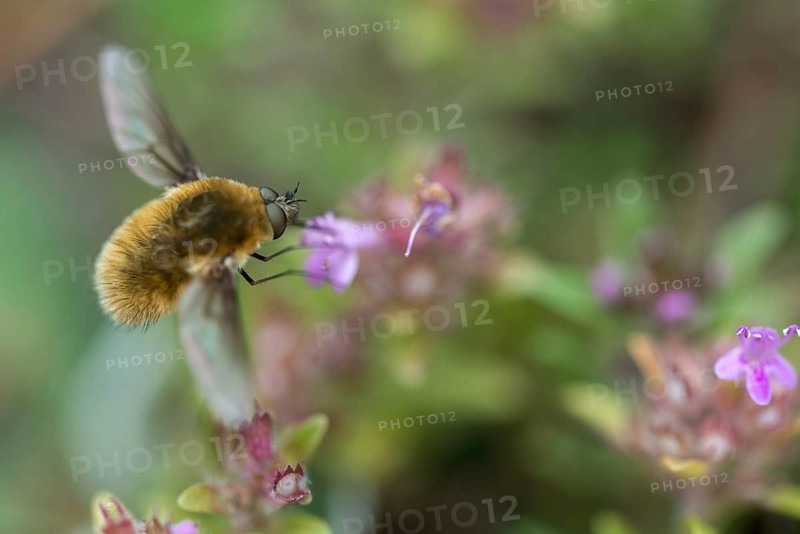 Grasshopper bee fly, small dry lawn swerver, Systoechus ctenopterus, dry lawn swatter, wool swatter