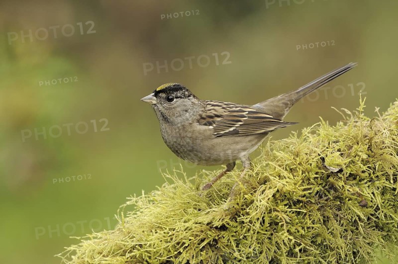 Golden-crowned Sparrow (Zonotrichia atricapilla), British Columbia, Canada